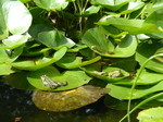 FZ008395 Marsh frogs (Pelophylax ridibundus) on leaves.jpg